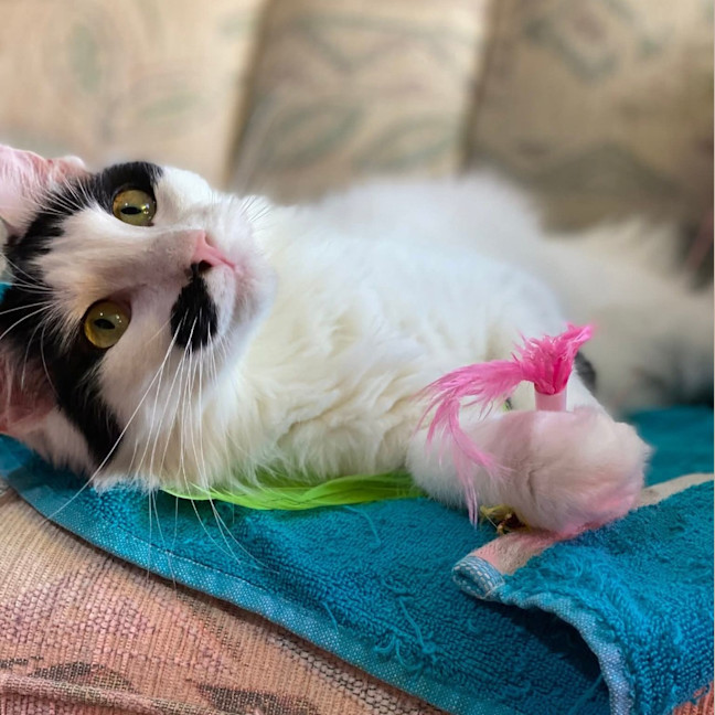 Photo of Kismet