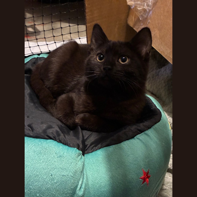 Photo of Atlas