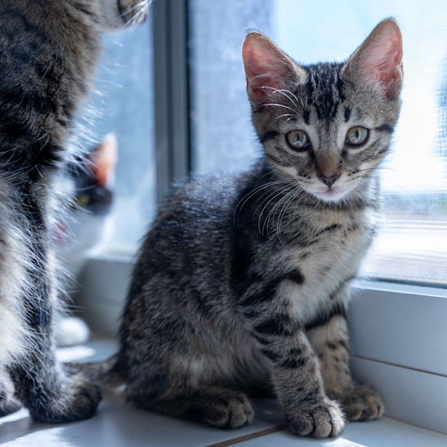 Photo of Ziggy Stardust