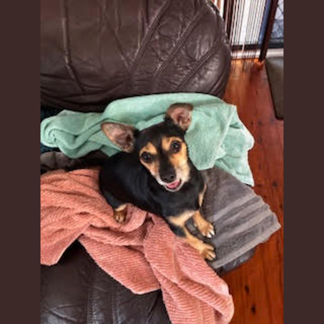 Photo of Molly   5 Year Old Chihuahua X