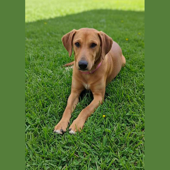 Photo of Daisy