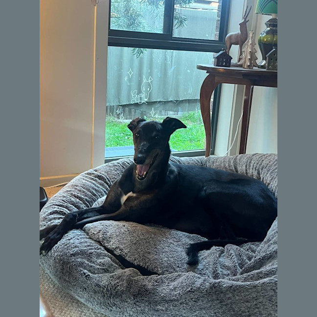 Photo of Gypsy