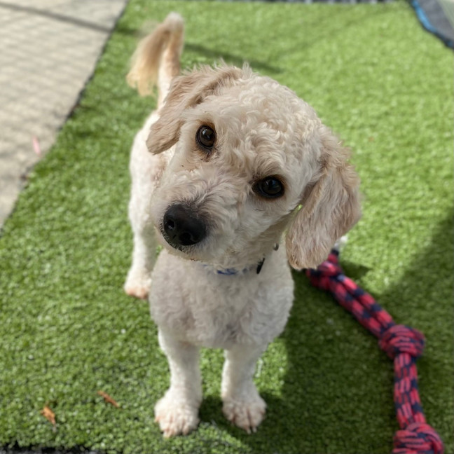 Photo of Marshmallow 