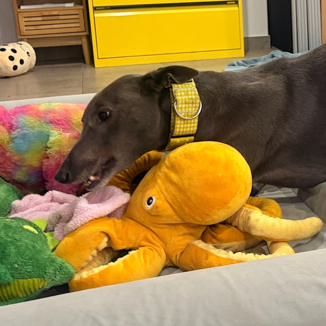 Photo of Rhino The Greyhound
