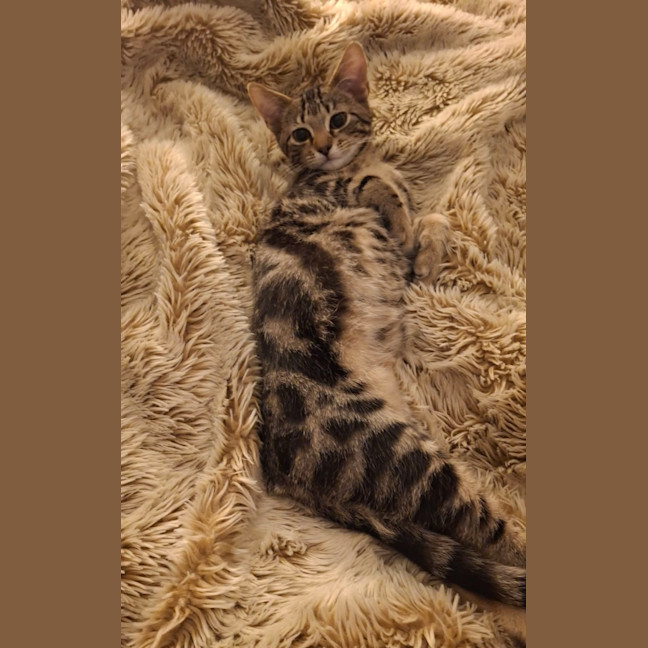 Photo of Nutmeg