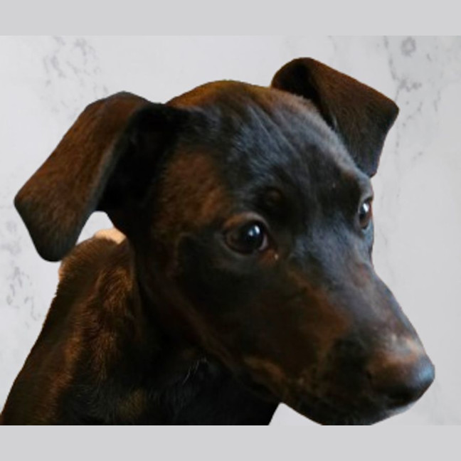 Photo of Kirby   8 Month Old, Male, Mixed Breed Puppy