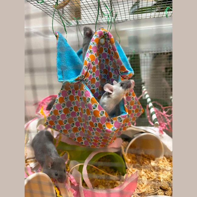 Photo of Rocky & Kinks