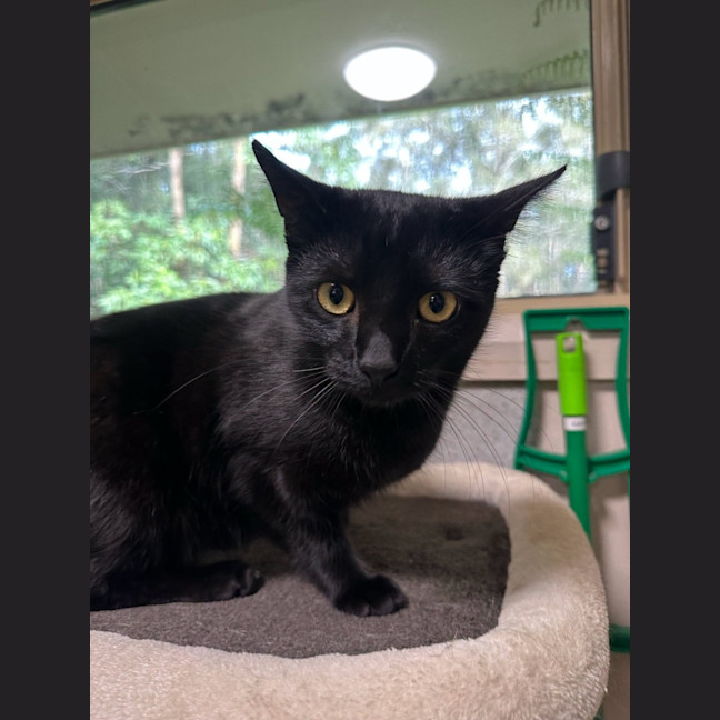Photo of Shadow