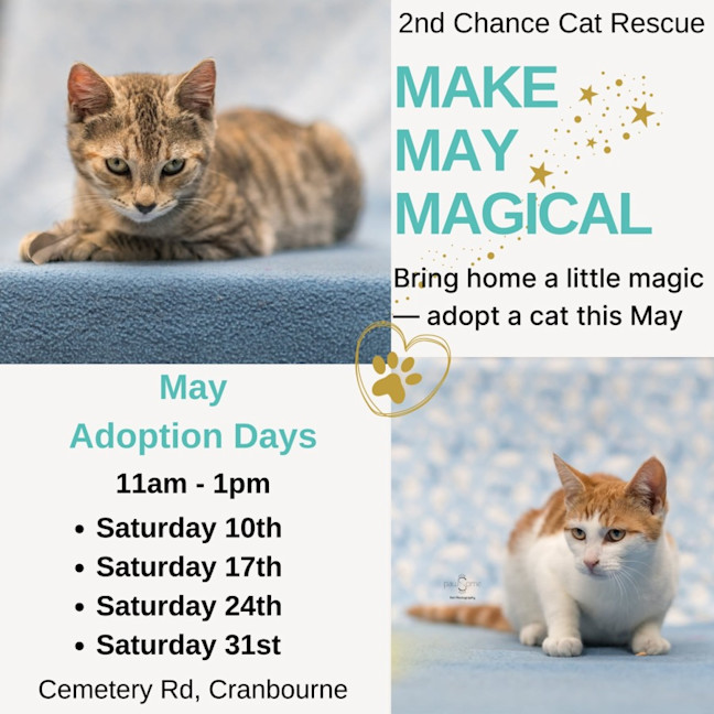 Photo of Atlas **2nd Chance Cat Rescue**