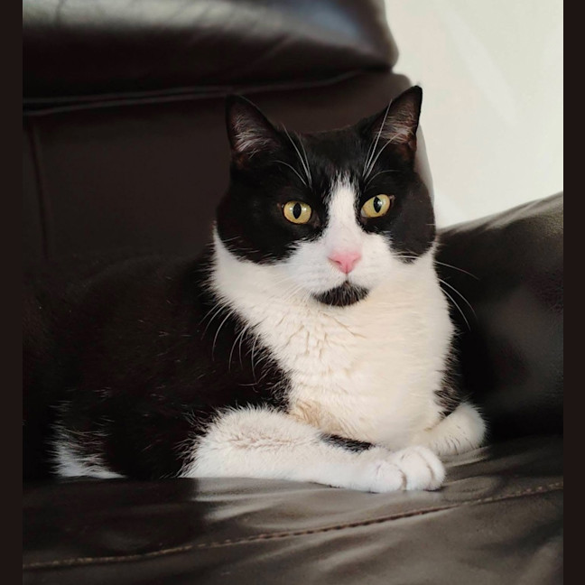 Photo of Moo Moo