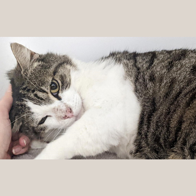 Photo of Baxter