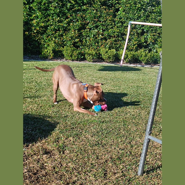 Photo of Maxie   21 Month Old Staffy X Boxer