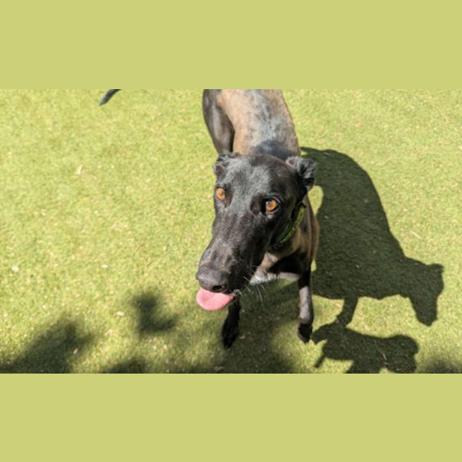 Photo of Pipsqueak