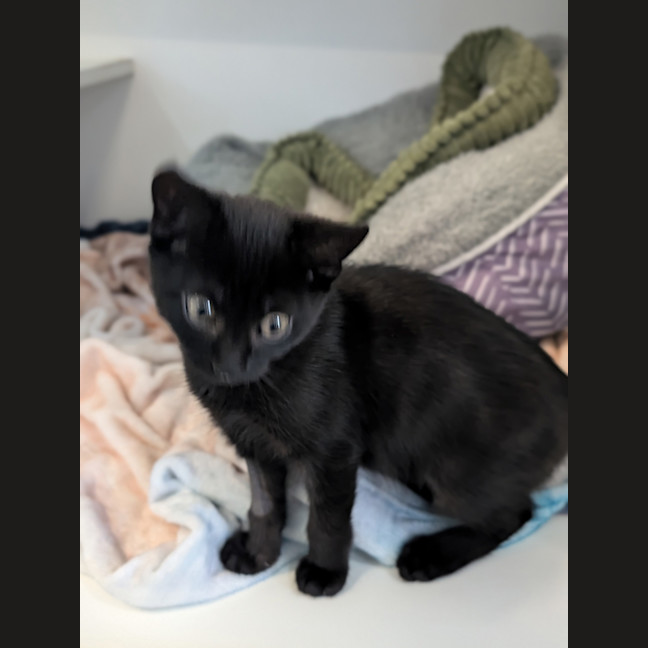 Photo of Rue