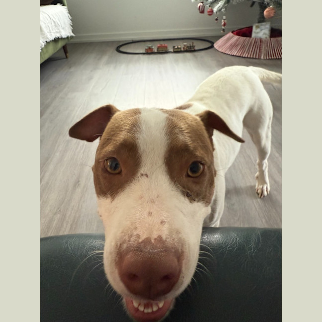 Photo of Bella