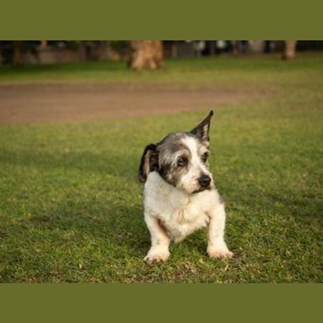 Photo of Gizmo Peggotty