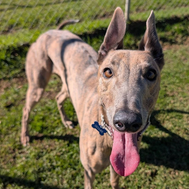 Photo of Sesame The Greyhound
