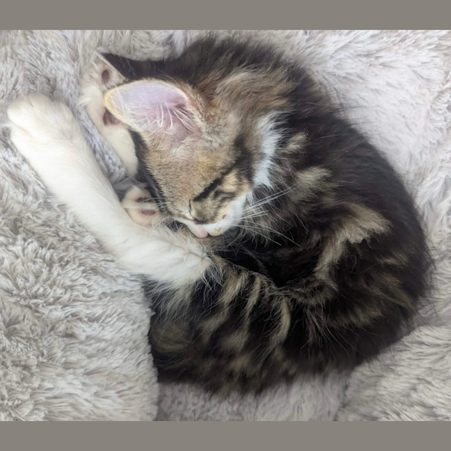 Photo of Evie & Leo   9 Week Old Domestic Short Hair