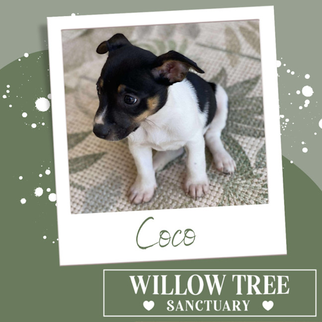 Photo of Coco