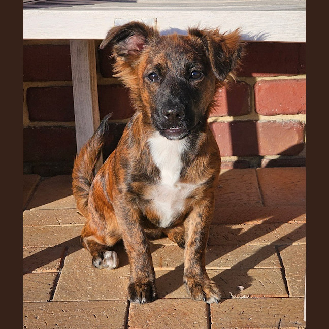 Photo of Onyx