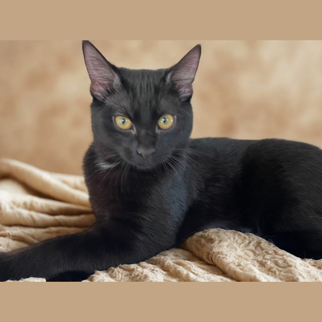 Photo of Pantera