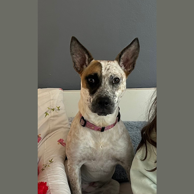 Photo of 🌶️ Chilli Heeler 🌶️