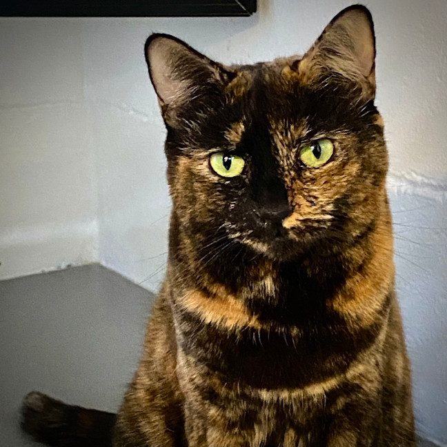 Photo of Lady