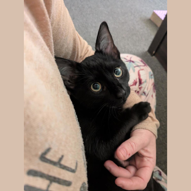 Photo of Morpheus