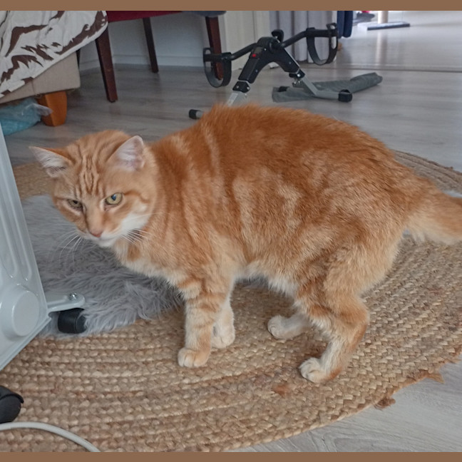 Photo of Custard