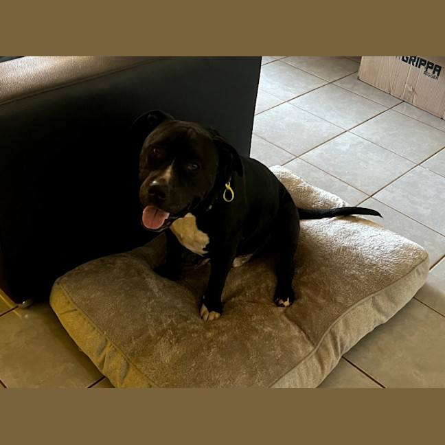 Photo of Oodie (Muggsy)