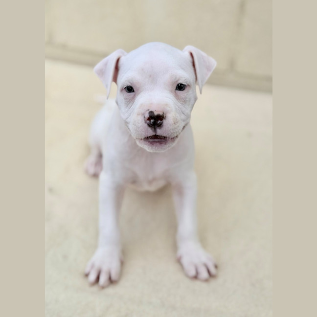 Photo of Whisper