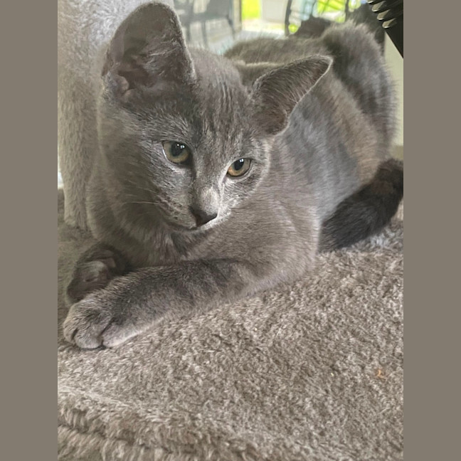 Photo of Rosemary
