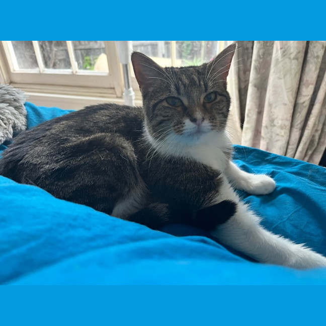 Photo of Daisy *9 Lives Project Rescue*