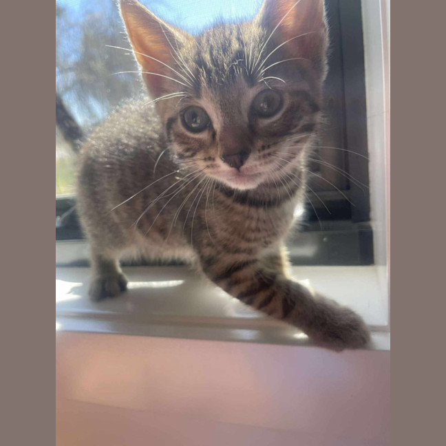 Photo of Simba