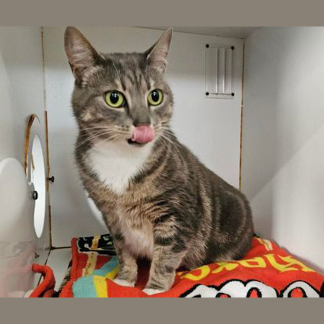 Photo of Pocket Rocket