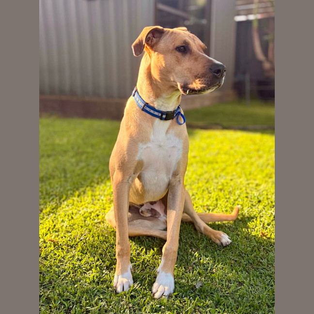 Photo of Timmy   1 Year Old Mastiff X