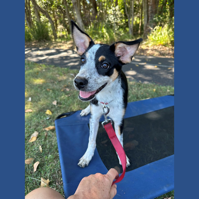 Photo of D1247 Imogen