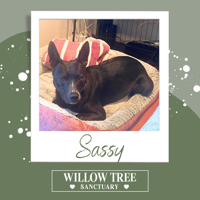 Photo of Sassy