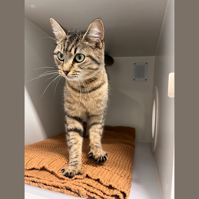Photo of Willow