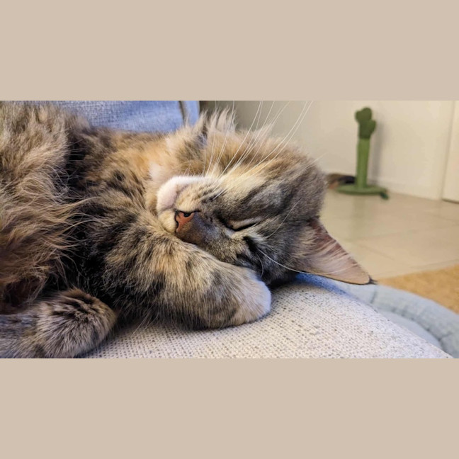 Photo of Jupiter 🩷