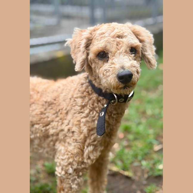 Photo of Little Ted