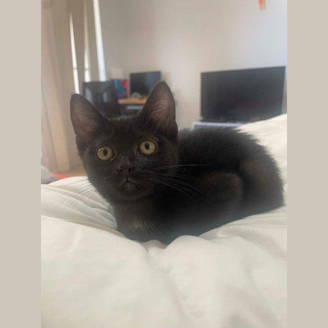 Photo of Secret Agent Friday