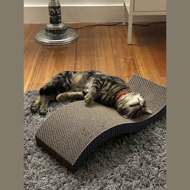 Photo of Max Purkinje