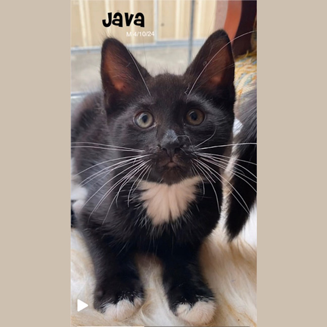 Photo of Java