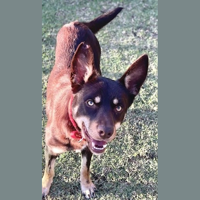 Photo of Rex