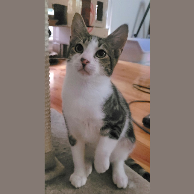 Photo of Oreo