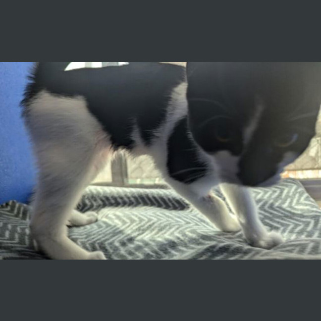 Photo of Peanut
