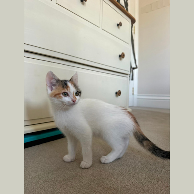 Photo of Flora