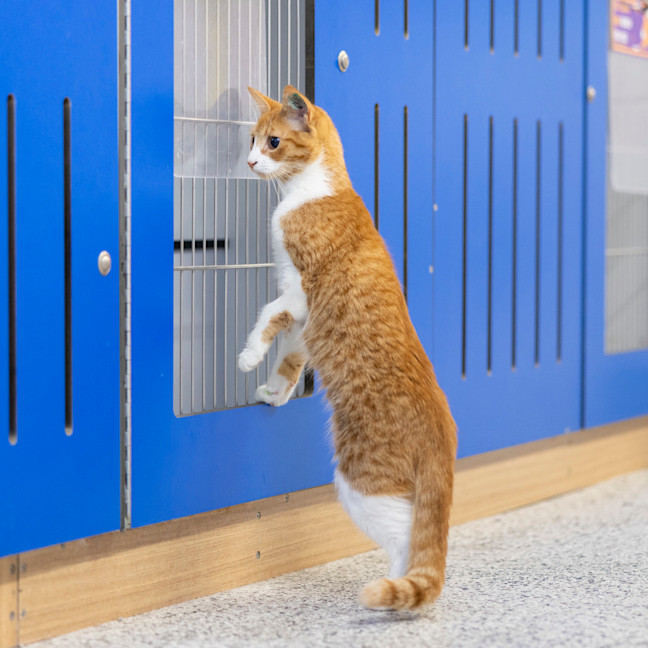 Photo of Molly (Ginger)