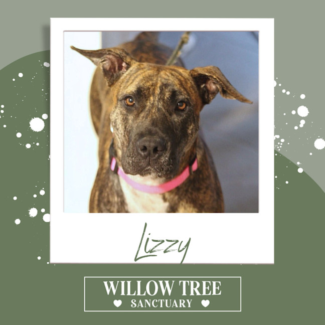 Photo of Lizzy